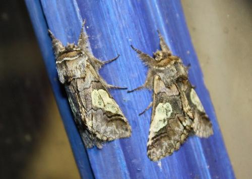 Réf. 196 139 : Diloba caeruleocephala